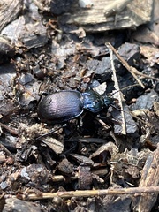 Sphaeroderus