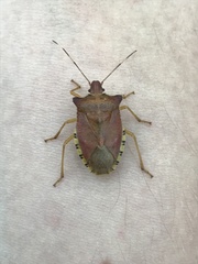 Pentatoma semiannulata