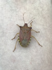 Pentatoma semiannulata