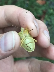 Pentatoma semiannulata