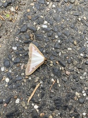 Cydalima perspectalis