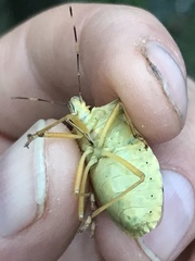 Pentatoma semiannulata