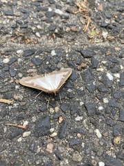 Cydalima perspectalis