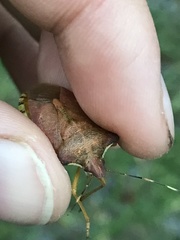 Pentatoma semiannulata