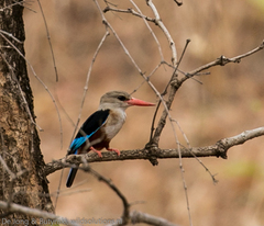 Halcyon leucocephala