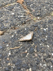 Cydalima perspectalis