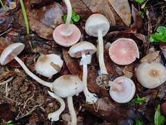 Agaricus baronii