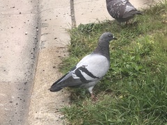 Columba livia