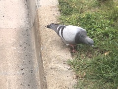 Columba livia