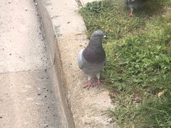 Columba livia