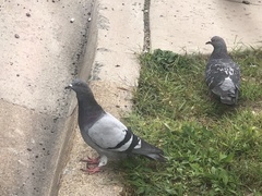 Columba livia