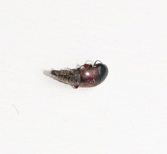 Sepedophilus marshami
