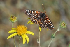 Euphydryas chalcedona klotsi