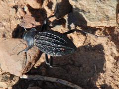 Somaticus