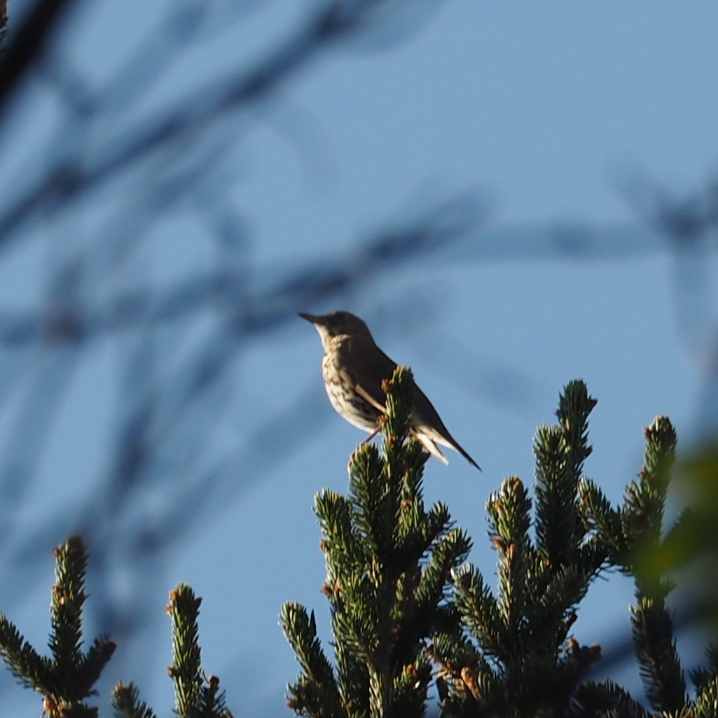 Song Thrush