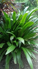 Pandanus amaryllifolius