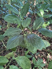 Piper glabrescens