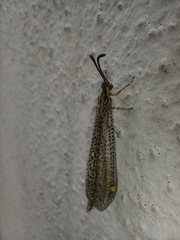 Brachynemurus versutus