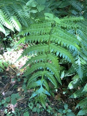 Cyathea horrida