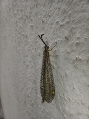 Brachynemurus versutus