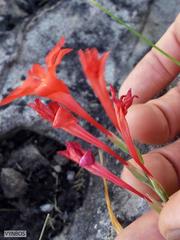 Gladiolus nerineoides