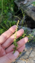 Ambrosia artemisiifolia