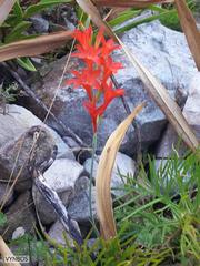 Gladiolus nerineoides