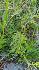 Ambrosia artemisiifolia