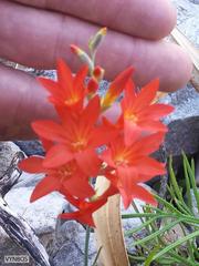 Gladiolus nerineoides