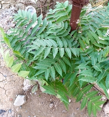Ailanthus altissima