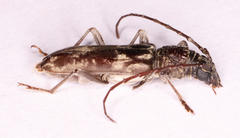 Derolus arciferus