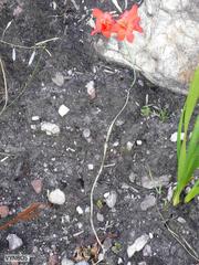 Gladiolus nerineoides