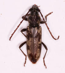 Derolus arciferus