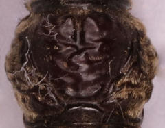 Derolus arciferus