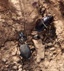 Gonogenia rugosopunctata