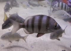 Diplodus hottentotus