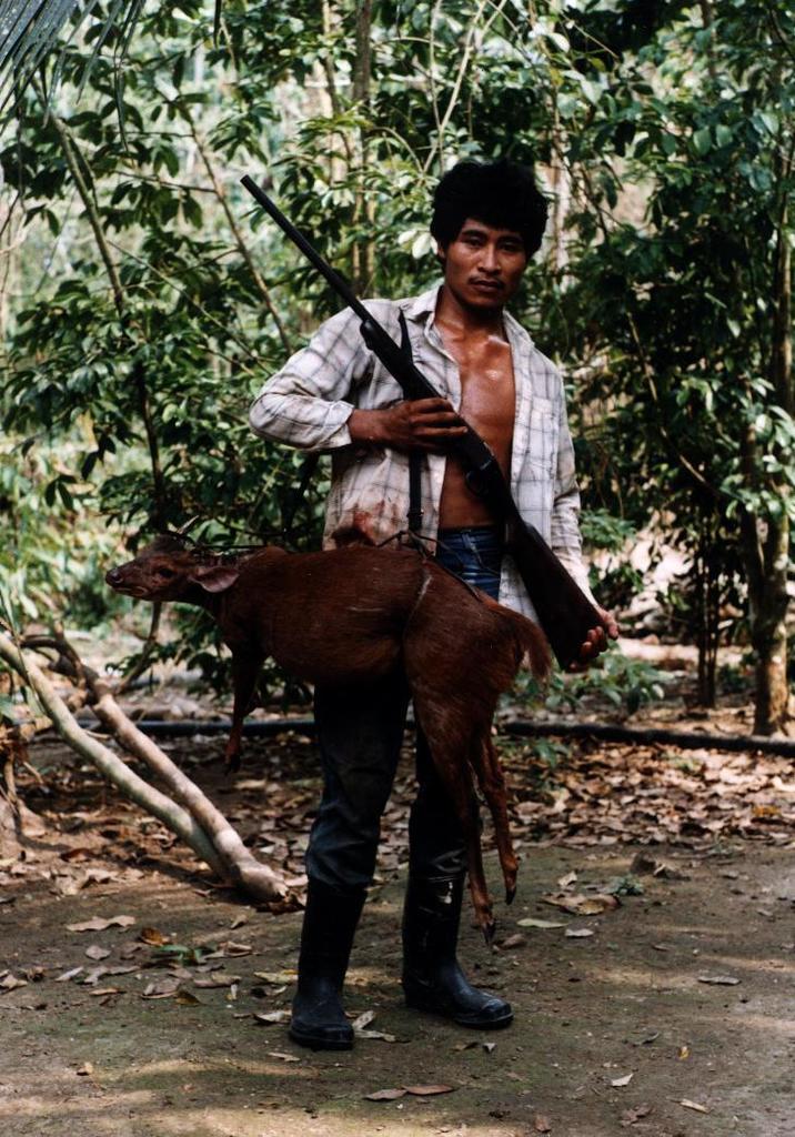 Central American Red Brocket