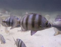 Diplodus hottentotus