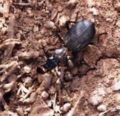 Gonogenia rugosopunctata