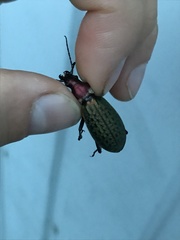Carabus schrencki
