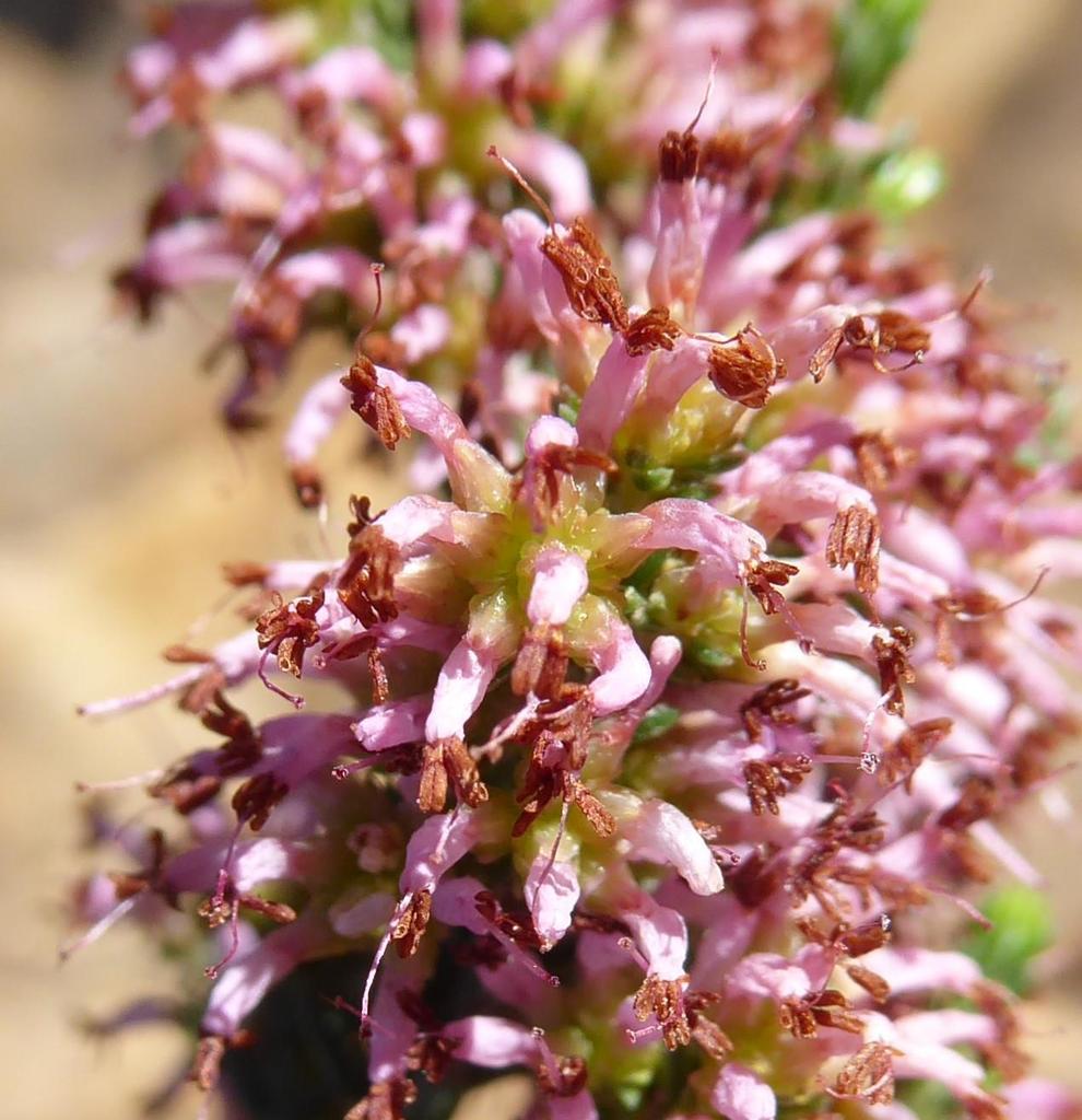 Erica piquetbergensis