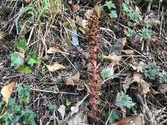 Orobanche hederae