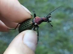 Carabus schrencki
