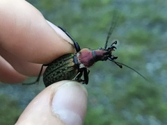 Carabus schrencki