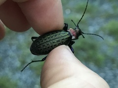 Carabus schrencki