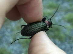 Carabus schrencki