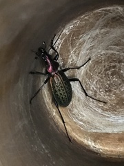 Carabus schrencki