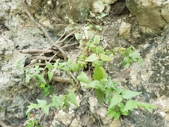 Chromolaena bigelovii