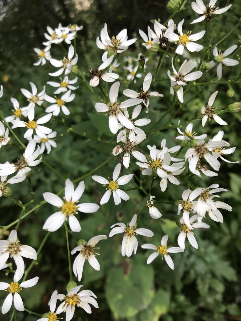 Edible aster