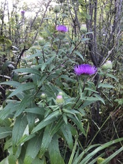 Cirsium vlassovianum